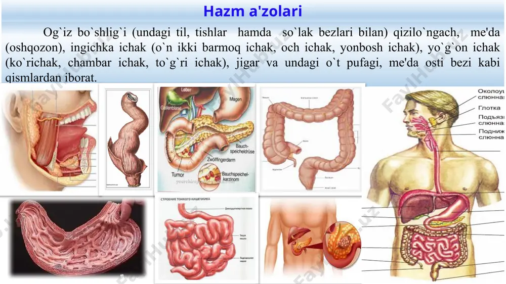 chakka tabiiy ovqatlantirishda ovqatdan 2-3 soat keyin va sun'iy ovqatlantirishda 3-4 soatdan keyin o`tadi. katta yoshdagi odam me'dasida ovqat taxminan 6 soat turadi. ichaklarda ovqatni hazm bo`lishi. ingichka ichak hazm yo`lining ancha uzun nayidir. 8-11 yashar bolalarda o`rta hisobda u 400 sm ga teng bo`lsa, katta yoshli odamlarda 500-600 sm ga teng. ingichka ichak uch qismga bo`linadi: 12 barmoq ichak, och ichak, yonbosh ichak. o`n ikki barmoq ichakka umumiy o`t yo`li va me'da osti bezining yo`li quyiladi. och ichak bilan yonbosh ichak qovuzloqlar ko`rinishida ichak tutgichga birikkan, ichak tutgichni o`zi qorin orqa devorining o`rta va pastki bo`limiga birikkan. bolalarni ichak tutqichi ancha zaif bo`lib, oson cho`ziladi, bu esa ba'zan ichakning buralib qolishiga va ichak qovuzloqlarining churra ko`rinishida tushib qolishiga olib keladi. xuddi shu sababdan bolalarda ichakning bir qismi ikkinchi qismiga kirib qoladigan hollar birmuncha ko`proq uchraydi. parchalangan ovqat mahsulotlari ingichka ichakda so`riladi: so`rilish ichak vorsinkalari yordamida sodir bo`ladigan juda murakkab …
