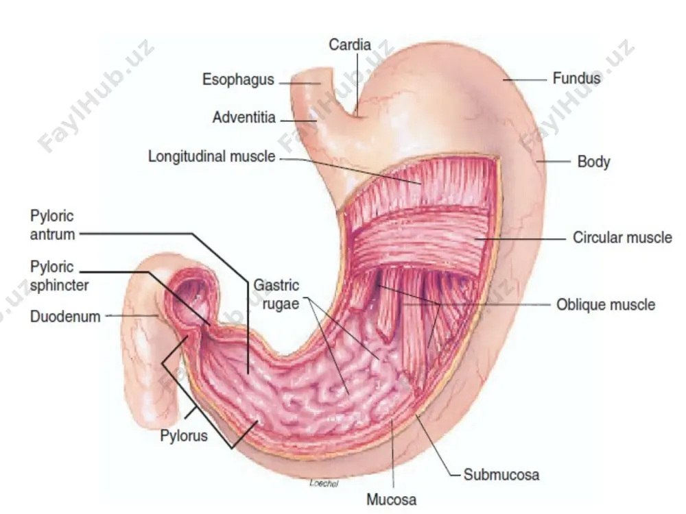 onditions: in nervousness → ↑ gastric motility → ↑ emptying. in pain, fear and muscular exercise → ↓ gastric motility → delay emptying. c- chemical factors: alcohol, coffee, nahco3, vitamin b. complex and parasmpathomimetic → ↑ gastric emptying. acids, smoking and sympathomimetic → delay gastric emptying.