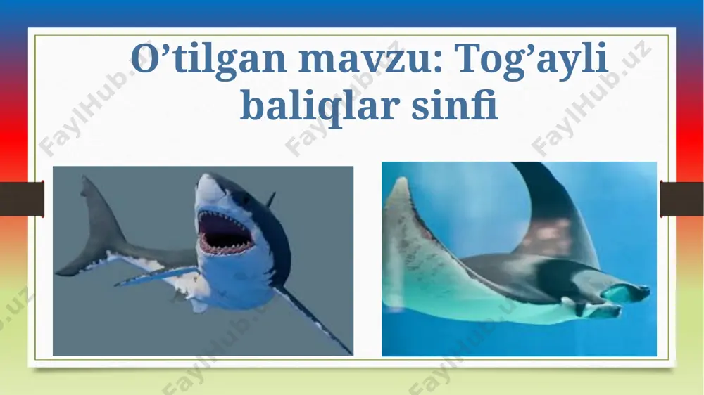 latimeriya hisoblanadi. qaysi turkum vakili 1 2 3 4 5 6 baliqlarning ahamiyati baliq go‘shti va ikrasi xushta’m taom hisoblanadi. ayniqsa, osetrsimonlar va losossimonlar go‘shti va ikrasi qadrlanadi. jahon bo‘yicha har yili 50 mln tonnaga yaqin baliq ovlanadi. baliqlarning asosiy qismi dengizlardan ovlanadi. baliq ovlash uchun maxsus kemalar — traulerlardan foydalaniladi. baliqchilik sanoati chiqindilaridan chorva mollari uchun baliq uni, qishloq xo‘jaligi uchun o‘g‘it ishlab chiqariladi. baliq moyi farma- tsevtikada vitaminli dori hisoblanadi. o‘zbekistonda baliqlar ichki suv havzalaridan ovlanadi. zog‘ora, oq amur, oqcha, xumbosh, oq sla, ilonbosh asosiy ovlanadigan baliqlar hisoblanadi. baliqlarning kelib chiqishi baliqlarning qadimgi ajdodlari lansetnikka o‘xshash sodda tuzilgan xordalilar bo‘lgan. tarixiy rivojlanish davomida dastlabki xordalilardan juft suzgich qanotli hayvonlar paydo bo‘lgan. ular yirtqich hayot kechirishgan. o‘lja axtarib faol hayot kechirishi natijasida ularning nerv sistemasi va sezgi organlari rivojlana borish yo‘l bilan baliqlar kelib chiqqan. pisa test yechishni o’rganamiz a b c i baqachanoq exinokokk ii rishta treska iii …