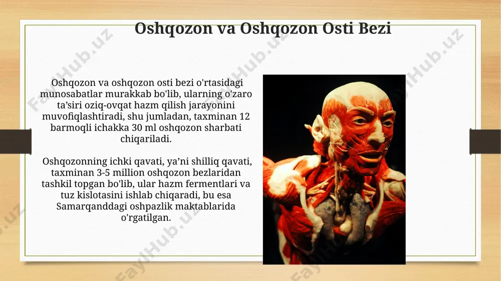 hazim sistemasi anatomiyasi - Page 4
