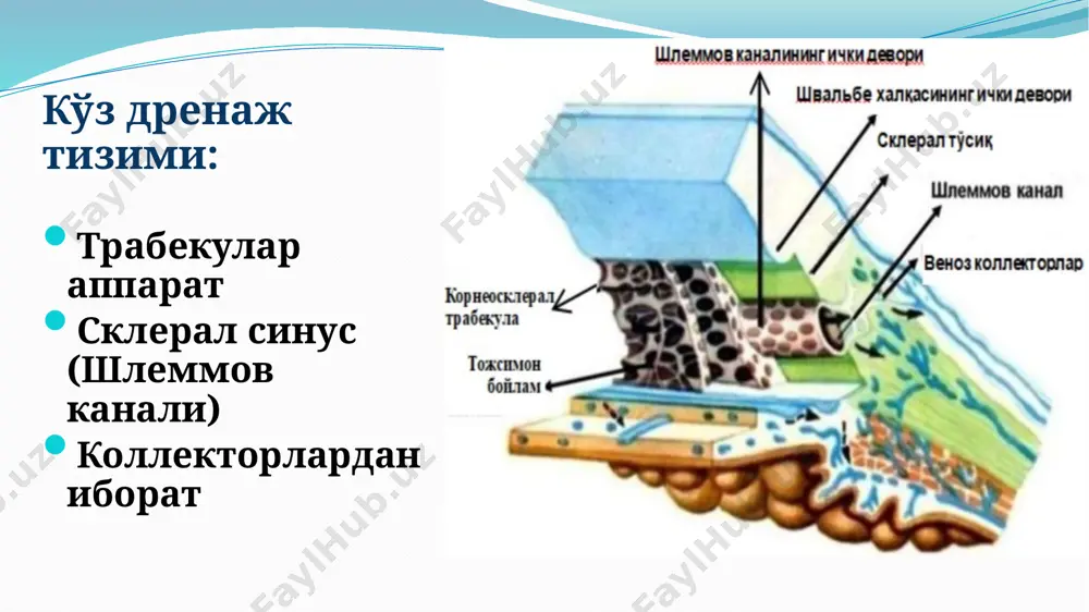 a oladi: ko'z olmasi old qismini batafsil vizual tekshirish birlamchi ochiq burchakli glaukoma(bobg) etiologiyasi: multifaktorial kasallik xisoblanadi – inson yoshi, yurak-qon tomir, asab va endokrin tizimlaridagi o'zgarishlar; patogenetik mexanizmi: trabekulopatiya va shlemmov kanalining funktsional blokini rivojlanishi natijasida ko'z ichi suyuqligini oqib chiqishini buzilishlari. belgilari va alomatlari: 35 yoshdan yuqori bo'lgan insonlarda rivojlanadi erkaklarda ko'proq uchraydi (65%) okb ochiq va yopilishga moyillik yo'q ikkala ko'z xam ta'sirlanadi, ammo patologik jarayon asimmetrik bo'ladi bemor asta-sekin, mutlaqo og'riqsiz ko'rishining pasayishiga shikoyat qiladi ko'ruv maydonida sezilarli nuqsonlar paydo bo'lmaguncha deyarli asimptomatikdir ba'zida bemorlar ko'zda og'irlik, to'liqlik, ko'zning toliqishiga shikoyat qiladilar, ko'zoynaklarni xam uzoqqa, xam yaqinga tez-tez o'zgartirib turishini qayd etishadi. ob'ektiv: ko'z oldingi qismlari tinch; oldingi kipriksimon arterialar kengaygan– «kobra» simptomi; rangdor pardaning distrofik o'zgarishi; rangdor pardaning pigment qavati butunligini buzilishi; okb ochiq; trabekula qora chiziqqa o'xshaydi; ko'z ichi suyuqligining oqimi buziladi; kib oshadi; ko'ruv nervi tolalarini atrofiyasi, uning natijasida glaukomatoz (patologik) ekskavatsiya rivojlanadi …