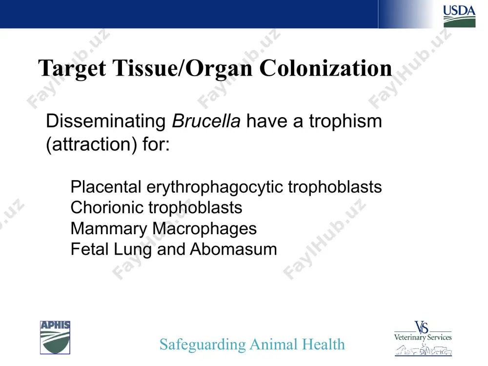 the infected uterus incubation length – variable difficulty in eradication is from the inability to detect an infective exposure until the end of incubation safeguarding animal health questions? safeguarding animal health image4.jpeg image5.jpeg image6.jpeg image7.jpeg image8.jpeg image9.jpeg image10.jpg image11.jpeg image12.jpeg image13.jpg image14.jpeg image15.jpeg image16.jpg image17.jpg_thumb image18.jpg image19.jpg image20.jpg image1.png image2.png image3.jpeg /docprops/thumbnail.jpeg
