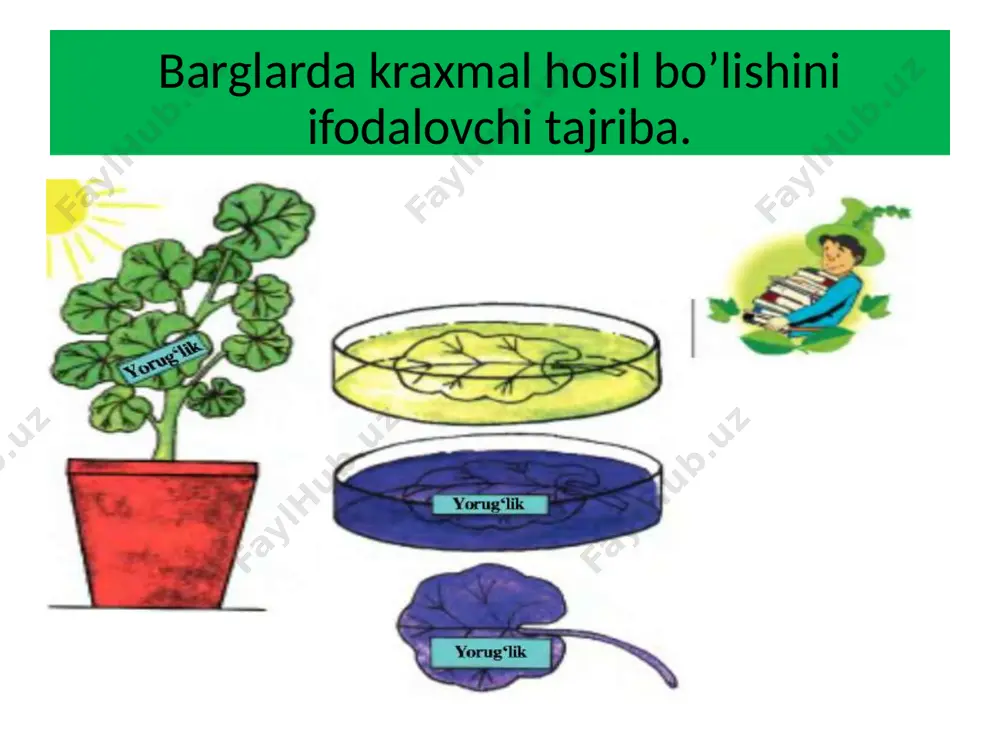 o'simliklarning nafas olishi, oziqlanishi, moddalar almashinuvi - Page 5