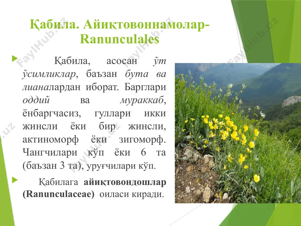 а бегона ўт сифатида ўсади. қабила.айиқтовоннамолар-ranunculales оила. айиқтовондошлар-ranunculaceae туркум. седана-nigella l. тур. экма седана-nigella sativa l. бўйи 20–75 см. барглари 2–3 карра патсимон бўлинган. барглари сўгалсимон туклар билан қопланган. вохаларда экилади, баъзан ёввойи ҳолда учрайди. қабила.айиқтовоннамолар-ranunculales оила.айиқтовондошлар-ranunculaceae туркум. парпи-aconitum l. тур. талас парпи–aconitum talassicum m.pop. кўп йиллик ўт ўсимлик. илдизи йўғонлашган, пояси тик ўсади. барглари панжасимон. гуллари зигоморф. туркумнинг ҳамма турлари заҳарли, алкалоид сақлайди. гуллари чиройли бўлгани учун манзарали ўсимлик сифатида ўстирилади. қабила.айиқтовоннамолар-ranunculales оила.айиқтовондошлар-ranunculaceae туркум. парпи-aconitum l. тур. талас парпи–aconitum talassicum m.pop. парпи ўсимлигининг тугунаклари билан гул шингилларида аканитин деган заҳарли алкалоид бор. ўсимликнинг тугунаксимон илдизидан тайёрланган экстракти невралгия, ревматизм ва бошқа касалликларни даволашда ишлатилади. қабила.айиқтовоннамолар-ranunculales оила.айиқтовондошлар-ranunculaceae туркум. исфарак-delphinium l. тур. исфарак –delphinium barbatum regel бир ва кўп йиллик ўт ўсимлик. барглари чуқур қирқилган. гуллари зигоморф. барча вакиллари таркибида дельфинин моддасини сақлайди. гуллари чиройли бўлгани учун манзарали ўсимлик сифатида ўстирилади. қабила.айиқтовоннамолар-ranunculales оила.айиқтовондошлар-ranunculaceae туркум. адонис-adonis l. тур. баҳор адониси - adonis …