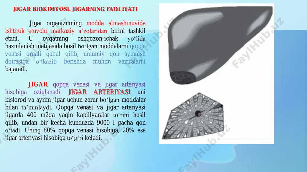 arur bo‘lgan moddalar sintezida, ya’ni glyukoza, keton tanachalar va qon plazmasi oqsillarining sintezlanishida. 5. organizmda modda almashinuvi jarayonlarida hosil bo‘ladigan va tashqi muhitdan organizmga tushgan zaharli moddalarni zararsizlantirishda. 6. metabolizm natijasida hosil bo‘lgan ayrim moddalarni (xolesterin, o‘t kislotalari, o‘t pigmentlari va boshqa moddalar) ichakka ajratib turishda. 7. qon aylanishini boshqarishda, ya’ni qopqa vena sistemasini umumiy qon aylanish sistemasi bilan bog‘lashda. 8. qon yaratuvchi markaziy a’zo sifatida (embrionlarda). 9. qonning ivish jarayonini fibrinogen, protrombin va geparin ishlab chiqarish yo‘li bilan boshqarishda; 10. provitaminlarni vitaminlarga aylantirishda; 11. temirni tashuvchi transferrin va ferrintinlarni sintezi va boshqa vazifalarni bajarishda ishtirok etadi. jigarning tuzilishi va shakli jihatidan yetarli rivojlanmasligi undagi fermentlar faolligining pasayishiga va metabolik jarayonlarning o‘zgarishiga olib keladi. bu holat bola organizmida giperbilirubinemiya, giperfenilalaninemiya, gipoproteinemiya, gipoprotrombinemiya, gipoglikemiya va galaktozemiya kelib chiqishiga olib keladi. aytib o‘tilgan o‘zgarishlarning kelib chiqish mexanizmlarini keyingi sahifalarda batafsil yoritib o‘tamiz. giperbilirubinemiya jigarning turli moddalarni zararsizlantirishdagi ahamiyati jigar, o‘zining bizga ma’lum …