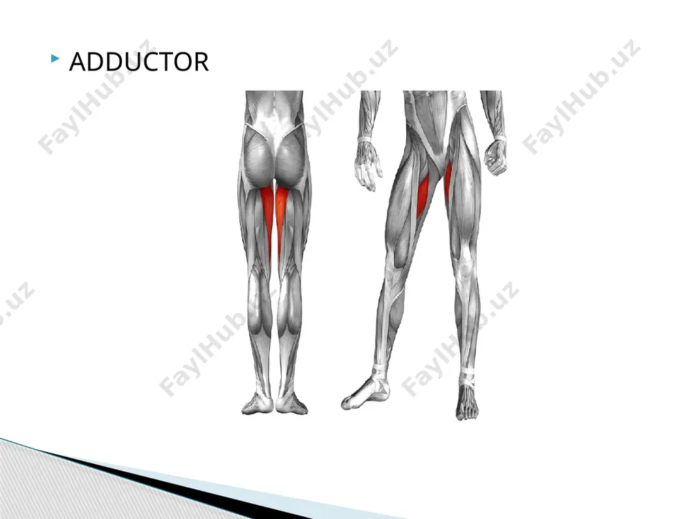 phonendoscopus - Page 3