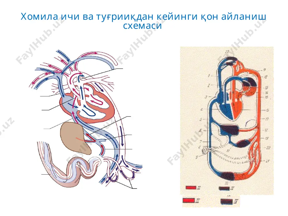 .а.ёйи чўккан, ўпка расми сусайган. 25-30% ҳолатда аорта ёйи ўнгга эгилган. фалло касаллиги диагностик мезонлари эрта кўкариш 2-3 ойдан сўнг «ҳансираш-кўкариш хуружлари» кучайиши аускультацияда – қўпол систолик шовқин, ii тон ў.а. суст, стеноз даражасига боғлиқ, ў.а. стенози қанча катта бўлса, шунча шовқин кам, ў.а. атрезиясида шовқин бўлмаслиги мумкин. қон анализида – полицитемия фкг ii тон бўлинган фк ўртача умр кўриши 12–15 ёш. оператив даво оғир формасида шунтлаш 1- йилда, радикал - 2 – 3 йилдан сўнг, 6 – 7 ёшгача. магистрал томирлар транспозицияси мтт (12 – 20%) аускультатив белгилар характерли эмас, rg. томир расми, юрак ҳажми кенгайган, ёнбош қилинган товуқ тухумига ўхшаш, экг: юрак ўқи ўнгга силжиган, юрак ўнг қоринча гипертрофияси, қоринча ичи ўтказувчанлиги бузилиши. мтт – диагностик мезонлари туғилгандан диффуз цианоз, 100% кислородга реакция йўқлиги. физикал ўзгаришлар йўқлиги. тотал юрак етишмовчилиги эрта бошланиши. юрак ўнг ва чап қисми ўртасида алоқа бўлмаганда болалар биринчи куни нобуд бўлишади. башорати: ўлим 1-чи …