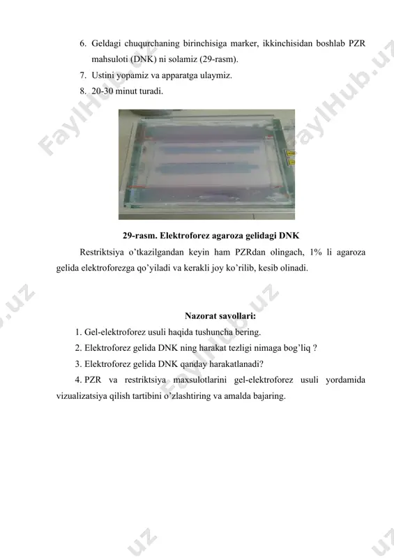 iktsiya o’tkazilgandan keyin ham pzrdan olingach, 1% li agaroza gelida elektroforezga qo’yiladi va kerakli joy ko’rilib, kesib olinadi. nazorat savollari: 1. gel-elektroforez usuli haqida tushuncha bering. 2. elektroforez gelida dnk ning harakat tezligi nimaga bog’liq ? 3. elektroforez gelida dnk qanday harakatlanadi? 4. pzr va restriktsiya maxsulotlarini gel-elektroforez usuli yordamida vizualizatsiya qilish tartibini o’zlashtiring va amalda bajaring. image1.jpeg