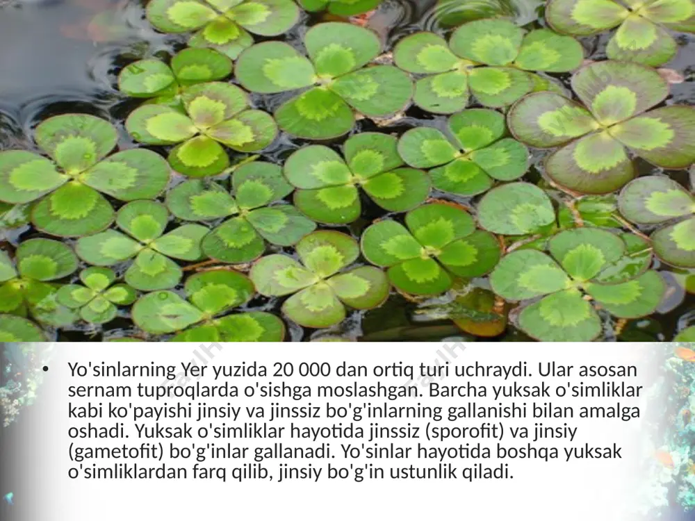 . funariyaning barglari asosan bir qavat hujayralardan tashkil topgan. ularning hujayralarida xlorofill donachalari bor. bu barglarda yorug'da karbonat angidrid gazi, suv va mineral tuzlardan kraxmal va boshqa organik moddalar ho­sil bo'ladi. funariya yo'sinining ko'payish usuli ancha murakkab. novdalarining uchida barglar orasida jinsiy a'zolari yetila-di. anteridiylarda ko'p miqdorda ikki xivchinli harakatchan jinsiy hujayralar - spermatozoidlar hosil bo'ladi. urg'ochilik jinsiy a'zolari - arxegoniylar kolba shaklida bo'ladi. har bir arxegoniyda bittadan tuxum hujayra hosil bo'ladi. bahorgi yog'ingarchilik paytida yo'sinlarning ustini suv bosib, anteridiy va arxegoniylarning uchi ochiladi. sper­matozoidlar anteridiydan suvga chiqadi, xivchinlari orqali harakat qilib, arxegoniylar ichiga kiradi va ularning ichida-gi tuxum hujayra bilan qo'shilib, zigota hosil qiladi. oradan ozgina vaqt o'tgach, zigota o'sib, sporofitni hosil qiladi. u sporangiyband va uning uchida joylashgan sporalar hosil qi-ladigan ko'sakcha - sporangiydan iborat. sporalar yetilgan-dan so'ng to'kiladi va tarqaladi. sporadan jinsiy bo'g'in - gametofit rivojlanadi. nam tuproqqa tushgan spora o'sib, ko'p hujayrali, shoxlangan, ingichka yashil iplarni …