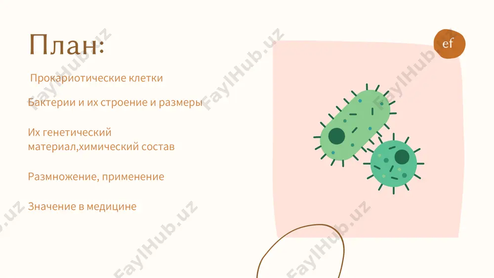 material lipidov — vxodyat v sostav membran uglevodov — vxodyat v stenku kletki nukleinovix kislot — dnk i rnk (xranyat i peredayut nasledstvennuyu informatsiyu) 6. razmnojenie bakteriy bakterii razmnojayutsya prostim deleniem nadvoe. odna kletka delitsya i dayot nachalo dvum dochernim kletkam. eto nazivaetsya bespoloe razmnojenie. pri xoroshix usloviyax bakterii mogut delitsya kajdie 20 minut! 7. primenenie bakteriy bakterii ispolzuyutsya v raznix sferax: v pishevoy promishlennosti (naprimer, molochnokislie bakterii — v yogurtax, kefire, sire) v biotexnologii (sozdanie lekarstv, naprimer, insulina) v selskom xozyaystve (dlya udobreniy, borbi s vreditelyami) v ochistke okrujayushey sredi (biorazlojenie otxod ov, nefti) 8. znachenie v meditsine otritsatelnoe znachenie: nekotorie bakterii vizivayut infektsionnie zabolevaniya, naprimer: tuberkulyoz (mycobacterium tuberculosis) angina (streptococcus pyogenes) dizenteriya, xolera, salmonellyoz mnogie bakterii stali ustoychivimi k antibiotikam, chto zatrudnyaet lechenie. polojitelnoe znachenie: est normalnaya mikroflora — poleznie bakterii, kotorie jivut v kishechnike, koje, rtu i pomogayut nam perevarivat pishu, zashishayut ot vrednix mikrobov. ispolzuyutsya dlya …