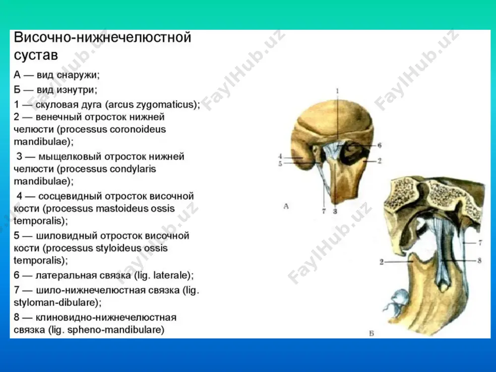 новение уплотнений, и «триггерных точек» в: жевательных мышцах височных мышцах подъязычной мышце шейных мышцах латеральной крыловидной мышце грудинно-ключично-сосцевидных мыщцах трапециевидной мышце спины 30 где лечатся пациенты? у мануальных терапевтов отоларингологов, терапевтов, невропатологов, психоневрологов, психотерапевтов. основные средства "для успокоения нервов". артроз височно-нижнечелюстного сустава классификация деформирующий склерозирующий артроз височно-нижнечелюстного сустава хроническое заболевание - дистрофические изменения хрящевой, костной и соединит. ткани (до перфорации диска). жалобы: постоянная ноющая, тупая боль, усиливающаяся при нагрузке; шум, хруст, крепитация, щелканье; тугоподвижность сустава (чаще по утрам), смещение челюсти в сторону. анамнез: воспалительные процессы в суставе, травмы, длительное отсутствие зубов, патологическая стираемость, длительное пользование протезами с неправильно восстановленной окклюзионной поверхностью или межальвеолярной высотой. артроз височно-нижнечелюстного сустава объективно: уменьшение высоты нижнего отдела лица (выраженные носогубные складки, западение губ, мацерация в углах рта); асимметрия лица вследствие смещения нижней челюсти в сторону пораженного сустава. пальпаторно и при аускультации – хруст и крепитация в суставе. пальпация латеральной крыловидной мышцы обычно безболезненна. артроз височно-нижнечелюстного …