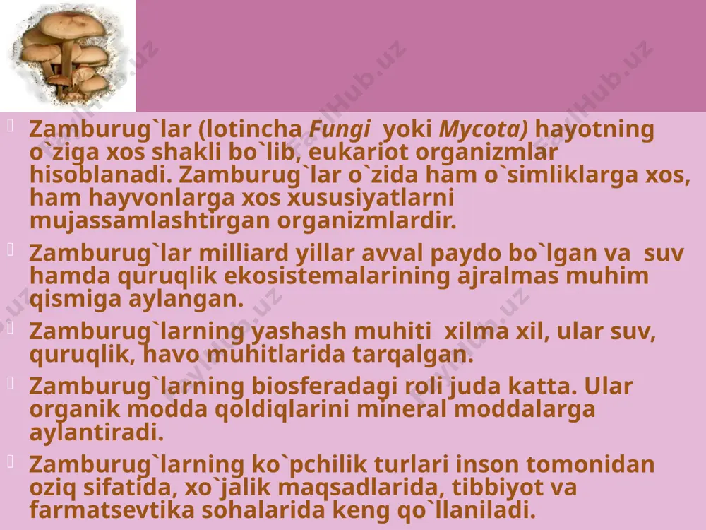 jinsiy ko`payishda esa har xil shtammli sporalar hosil bo`ladi. achitqi zamburug`i achitqi zamburug’i bir hujayrali mikroskopik organizm. uning hujayrasi qobiq bilan o’ralgan sitoplazma, yadro va vakuoldan tashkil topgan. haqiqiy mitseliysi bo`lmaydi. xamir tarkibidagi kraxmal bilan oziqlanadi. kraxmal glyukoza spirt + co₂ + q (2atf) qulay sharoitda kurtaklanib ko`payadi. bunda zamburug’ hujayrasi ustida bo’rtma hosil bo’ladi va u o’sib kattalashadi, so’ngra ona hujayradan ajralib chiqib mustaqil yashaydi. achitqi zamburug’ning ba’zi turlarida ko’payish jinsiy yo’l bilan boradi. bunda zamburug’ning ikkita hujayrasi bir-biri bilan qo’shilib zigota hosil qiladi, so’ng zigota ichidagi borliq bo’linib, 4 yoki 8 ta spora hosil qiladi. bu sporalardan mustaqil achitqi zamburug’i hosil bo’ladi. achitqi zamburug’lari yordamida non yopib, pivo tayyorlanadi. achitqi zamburug`ining kurtaklanib ko`payishi qalpoqchali zamburug`lar ularning gifalari ko`p hujayrali. qalpoqchali zamburug`ning vegetativ tanasi tuproq ostida joylashgan bo`lib, chiqindilar tarkibidagi organik moddalarni shimib oziqlanadi. yoz bo`yi oziq modda to`plagach kuzda mitseliyda kichik bo`rtmachalar - meva tanachalar hosil bo`ladi. bahorda …