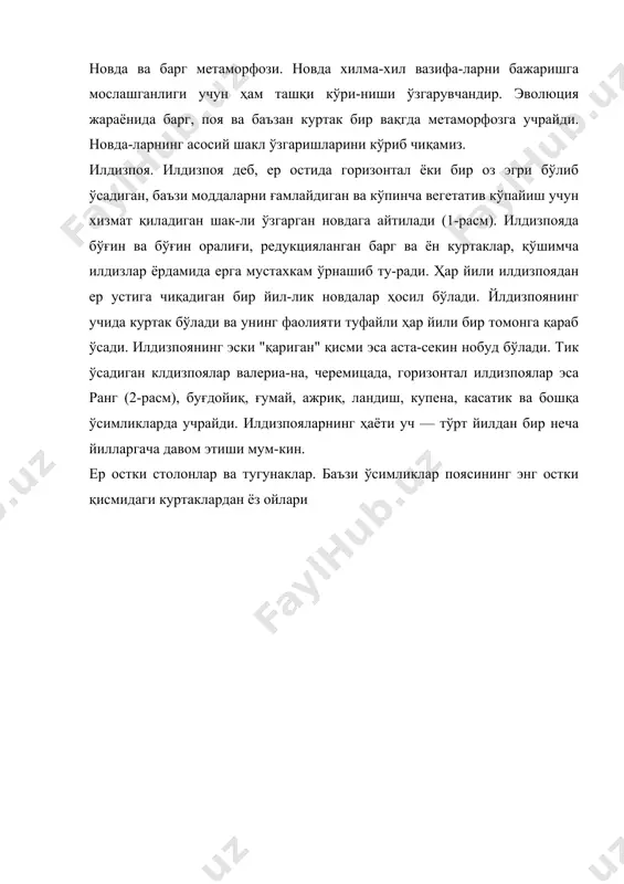 унакли поялар: 1 — кольрабининг ер устки тугунаги; 2 — эпифит арахиснинг ер усти тугунаги; 3 — картошканинг ер ости тугунаги. седмичник (тпеп1анз еигораеа, 3-расм, 1) ўсимлигида ку-затиш мумкин. демак, столонларда запас модда йиғили-ши содир бўлмайди. бу функцияни тугунаклар бажаради. тугунакларнинг илдизпоялардан фарқи асосан уларнинг шаклидадир (овалсимон, шарсимон). тугунак ўқи кучли йўғонлашган, барглар жуда ҳам редукцияланган бўлиб ва умуман қўшимча илдизлар ҳосил қилмайди (масалан кар-тошкада 3-расм, 3). тугунакдаги куртакларни "кўзчалар" деб юритилади. агар картошка тугунаги ер юзига чиқиб қолса, улар яшил рангга киради, бу белги ҳам унинг по-ядан келиб чиққанлигини исбот қилади. баъзи ўсимлик-лар (цикламен)да тугунак столонда эмас, балки поянинг асоси йўғонлашишидан ҳам шаклланиши мумкин (4-расм, 5). ер устки столонлар ва бачкилар. баъзи ўсимликларда уларнинг ҳар бир янги новдаси баҳорда бачкилар кўрини-шида ҳосил бўлади. улар ер усти бўйлаб ўсиб бораверади ва илдиз отади. илдиз отган жойдан янги ўсимликлар ҳосил бўлади. бачкиларнинг вазифаси кўпроқ майдонни эгал-лаш ва вегетатив кўпайишдир. шунинг учун …