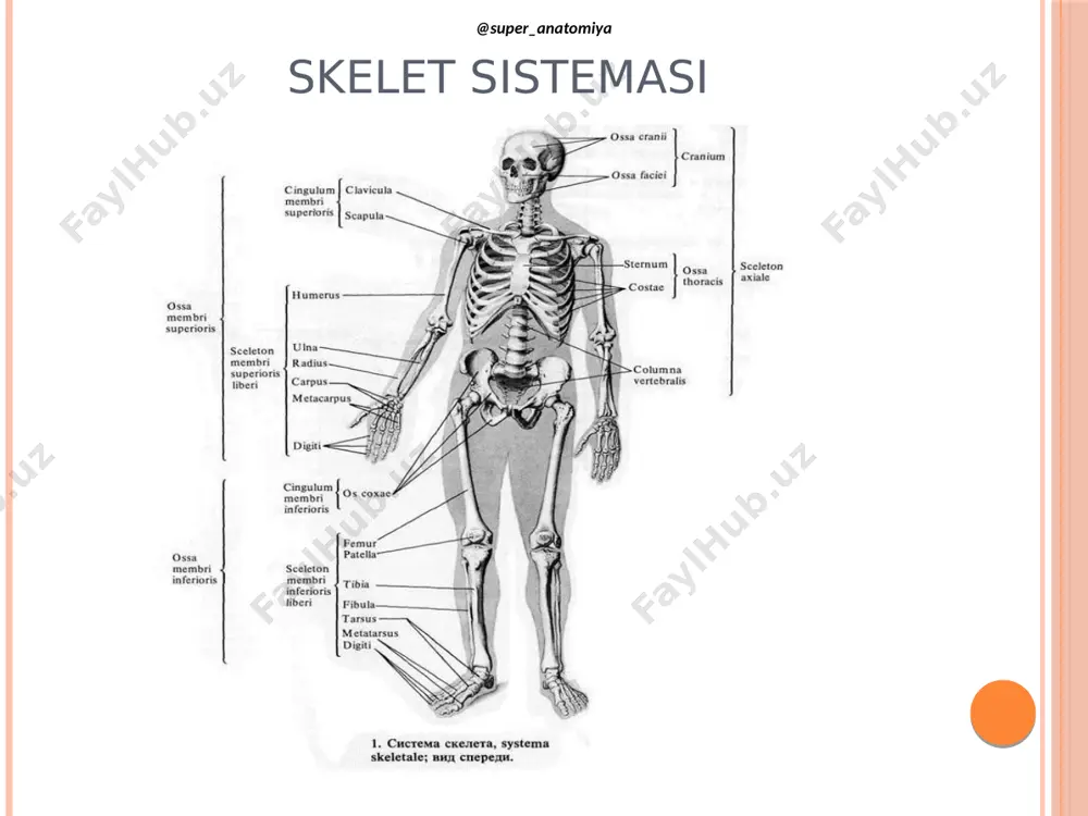 osteologiya - Page 2