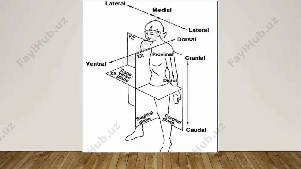 anatomik sathlar.umumiy osteologiya.umurtqalar va gavda skeleti anatomiyasi - Page 4