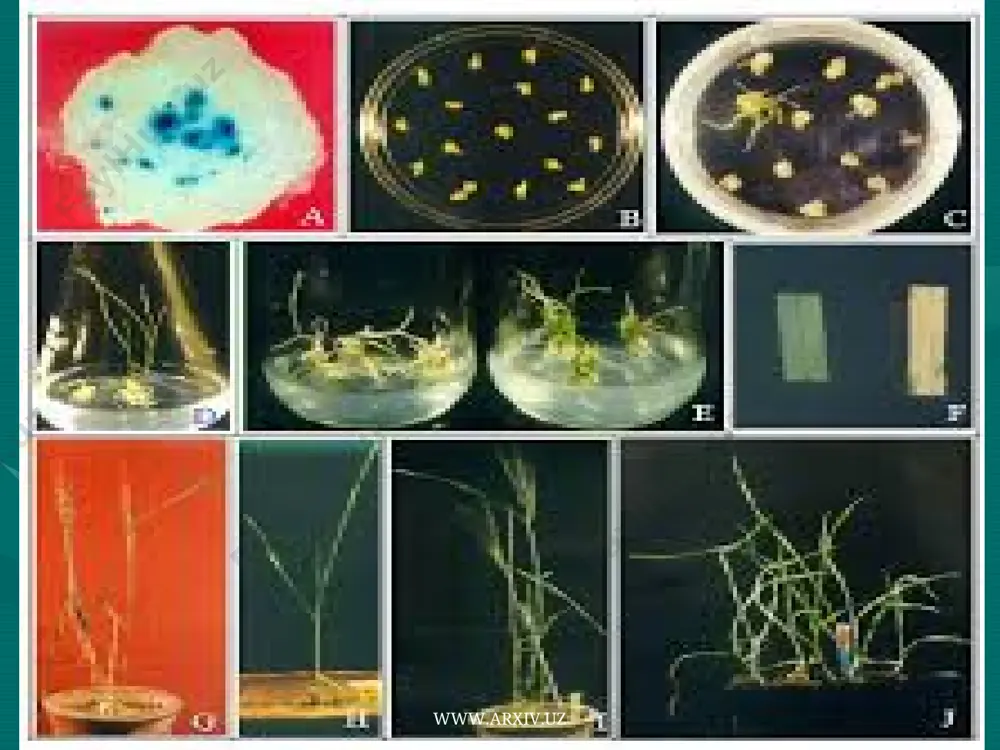 нология фанининг уфкларидир. www.arxiv.uz www.arxiv.uz 1. ген ва хужайра инжене­риясига асосланган биотехнологиянинг ахамияти. юкорида келтирилган маълумотлардан куриниб турибдики, жонли табиатни ва ирсиятни тадкикот этиш натижасида очилган кашфиётлар ген ва хужайра биотехнологияси воситасида инсон эхтиёжини крндириш максадида амалиётда ишлатилмокда. трансформация, трансдукция жараёнлари, днк куш занжир структурасининг кашф этилиши, генлар фаолиятини молекуляр идора килиш, генларни электрофорез воситасида ажратиб олиш, рестриктаза ва лигаза ферментларининг кашф этилиши, вектор конструкциялар тузиш, ген­ларни клонлаш, усимлик хужайраларини сунъий шароитда устириш ва етук усимлик етиштириш, хар хил хужайраларни кушиб гибридома олиш ва шу каби жуда куп кашфиёт ва ихтиролар ген ва хужайра. инженериясига асосланган биотехнологияни вужудга келтирди. www.arxiv.uz www.arxiv.uz жамиятда илм даражаси канчалик юкори булса, фундаментал илмий кашфиёт асосида янги технологияларга утиш шунчалик тез амалга ошади. масалан, рестриктазалар очилгандан кейин 2—3 йил ичида генларни клонлаш технологияси, лимфоцит ва рак хужайрасини кушиб, гибрид хужайра олингандан кейин 2—3 йил утгач гибридома технологияси асо­сида моноклонал антителолар олиш, плазмид тднк булагининг усимлик …