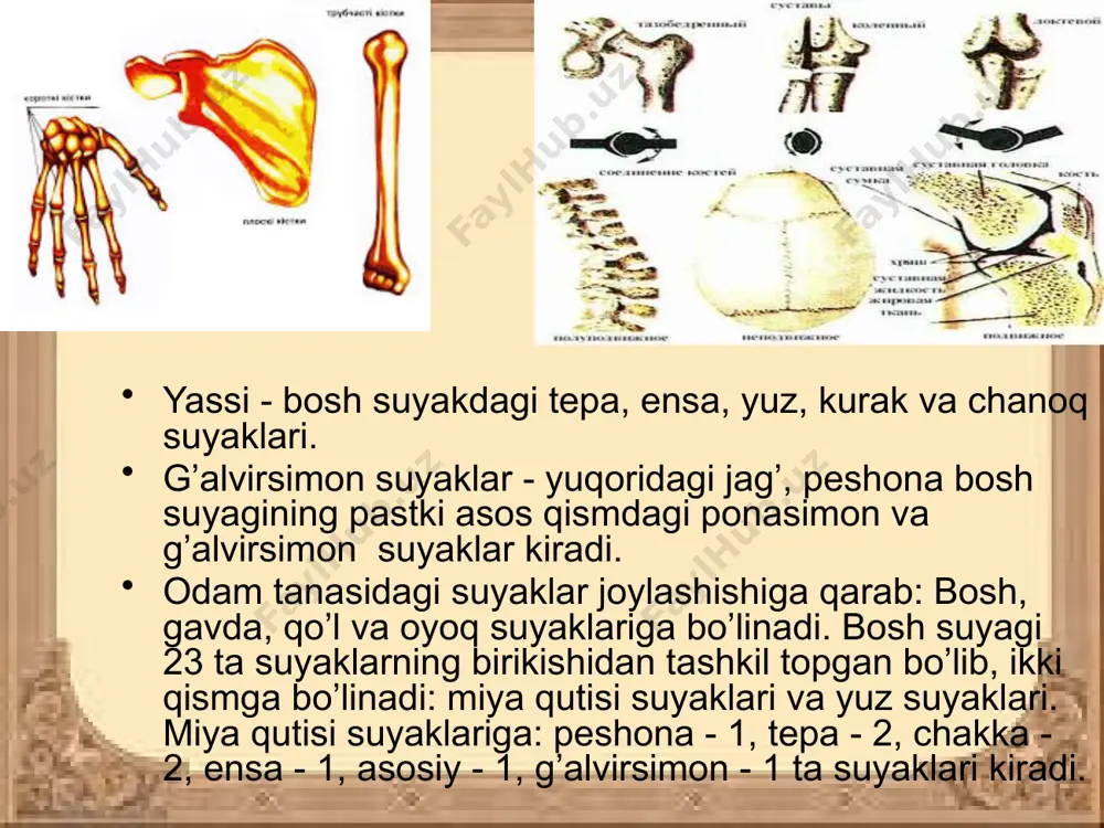 qo'l suyaklari - Page 4
