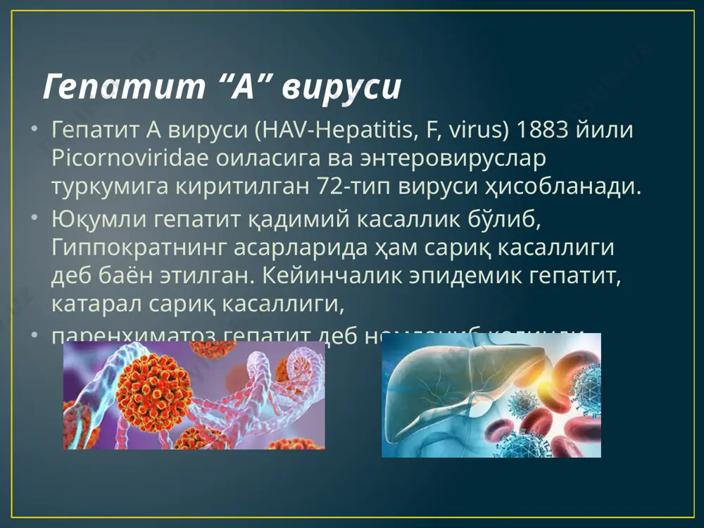 фақат одамларда касаллик қўзғатади. аммо шимпанзе, мармозет туркумига хос маймунлар бу вирусларга мойил. шунинг учун африка давлатларида ушбу касалликнинг табиий ўчоқлари бор деб тахмин қилинади одамлардаги патогенези гепатит а вирусининг манбаи бемор, айниқса енгил, сариқсиз шакллари ўта хавфли ҳисобланади. касалликнинг яширин даври ва сариқлик олди даврида беморнинг нажаси орқали ташқи муҳитга жуда кўп вирус ажралади, шунинг учун бу давратрофдагилар учун ўта хавфли ҳисобланади вирус соғлом одамларга ифлосланган сув, озиқ-овқат, уй рўзғор буюмлари, пашшалар орқали фекал- орал йўл билан юқади. гепатит а билан асосан 4 ёшдан 15 ёшгача бўлган болалар касалланади. касаллик мавсумий характерга эга бўлиб, кўпинча йилнинг куз ва қиш фаслларида кузатилади. вирус ингичка ичак шиллиқ қаватининг эпителиал ҳужайраларига етиб бориб, улар ичига кириб кўпая бошлайди. касалликнинг яширин даври 15–30 кун бўлиб, беморда сариқлик белгилари пайдо бўлгунга қадар давом этади. бу даврда вирус қонга тушади ва қон билан бутун организмга тарқалиб, жигар ҳужайраларида кўпаяди ва уни зарарлайди. продромал даври 5–7 …