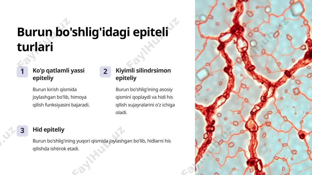 burun bo'shlig'i gistologiyasi - Page 5
