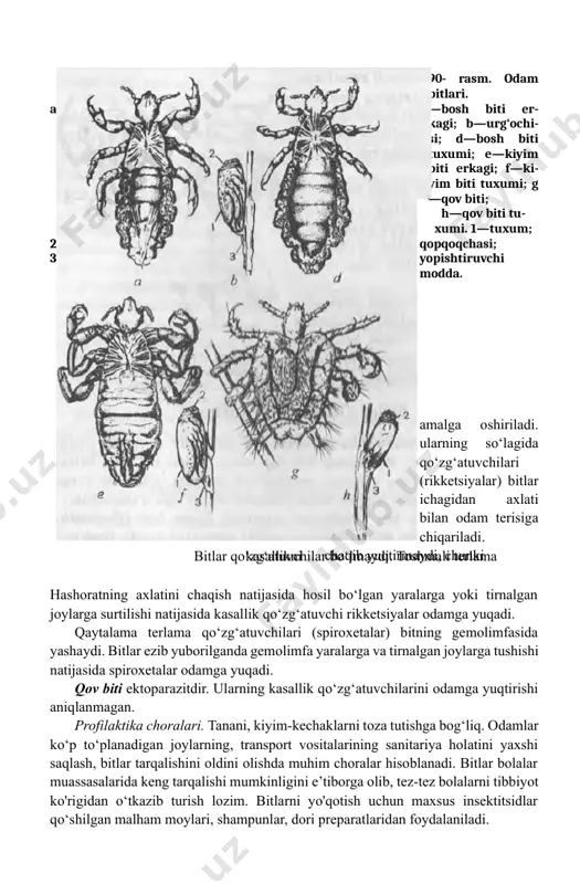 ar ezib yuborilganda gemolimfa yaralarga va tirnalgan joylarga tushishi natijasida spiroxetalar odamga yuqadi. qov biti ektoparazitdir. ularning kasallik qo‘zg‘atuvchilarini odamga yuqtirishi aniqlanmagan. profilaktika choralari. tanani, kiyim-kechaklarni toza tutishga bog‘liq. odamlar ko‘p to‘planadigan joylarning, transport vositalarining sanitariya holatini yaxshi saqlash, bitlar tarqalishini oldini olishda muhim choralar hisoblanadi. bitlar bolalar muassasalarida keng tarqalishi mumkinligini e’tiborga olib, tez-tez bolalarni tibbiyot ko'rigidan o‘tkazib turish lozim. bitlarni yo'qotish uchun maxsus insektitsidlar qo‘shilgan malham moylari, shampunlar, dori preparatlaridan foydalaniladi. mashg‘ulotning maqsadi. yuqorida qayd etilgan hashoratlarning tuzilishini, hayot siklini, kasallik qo‘zg‘atuvchilarining yuqish yo'llarini, ko‘payishini va tibbiyotdagi ahamiyatini, ularga qarshi kurash choralarini o'rganish. mustaqil tayyorlanish uchun topshiriqlar. 1. mavzuni o‘rganing va quyidagi savollarga javob toping. 1. hashoratlar sinfining xarakterli belgilari. 1. suvaraklarning tibbiyotdagi ahamiyati. 1. suvaraklarga qarshi kurash choralari. 1. o‘rin-ko‘rpa qandalasining parazit hayot kechirishga moslashganligi. 1. o‘rin-ko‘rpa qandalasining tibbiyotdagi ahamiyati. 1. har xil turlarga mansub bo‘lgan bitlarning morfologik farqlari. 1. toshmali terlama qo‘zg‘atuvchisi odamga qanday yuqadi? 1. …