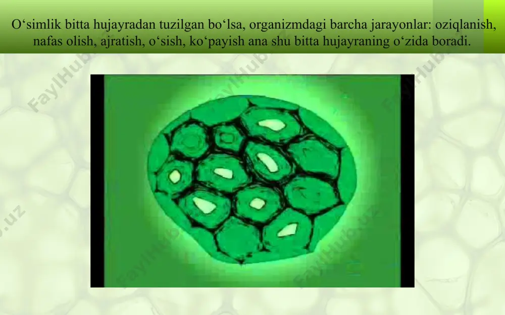hujayra va uning tarkibiy qismlari. 5 - sinf - Page 3