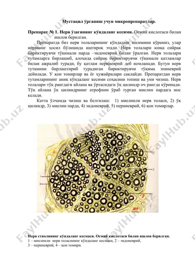 мустақил ўрганиш учун микропрепаратлар — DOCX