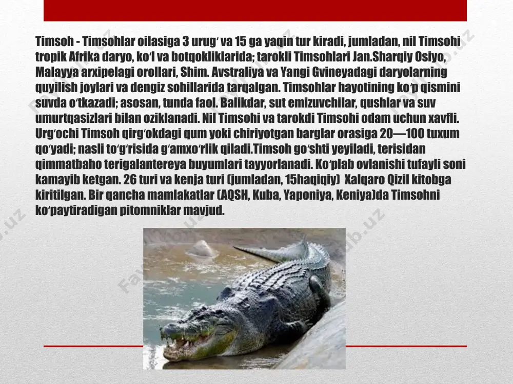 lari haqidagi qadimiy afsona bizga konstantinopol patriarxi fotiydan kelgan, u qurbonni yeyayotganda timsoh unga aza tutganini aytadi. darhaqiqat, bu xususiyat sudraluvchilarning qonida tuzning ko'pligi bilan bog'liq bo'lib, ular ko'zning chetida joylashgan maxsus bezlar yordamida yuviladi. timsohlar qo'pol ko'rinadi, ammo ba'zi turlar yugurish paytida soatiga 17 km tezlikka erisha oladi va yugurishga o'tadi. shu bilan birga, ular xuddi shunday harakat qilish usuli bilan oyoqlari tananing ostida bo'lgan yagona sudraluvchilardir (yurish paytida ular yon tomonlarda keng tarqalgan). shoshilinch zarurat tug'ilganda sudralib yuruvchilar o'z yashash joylaridan bir necha kilometr uzoqlashishga qodir. suzish paytida tezlik soatiga 40 km ga etadi, harakat uchun faqat dumi ishlatiladi. boshqa turlar bilan hamdo'stlik timsohlar haqidagi bolalar uchun qiziqarli fakt bu xavfli yirtqichlarning quyidagi xususiyati bo'ladi. sudralib yuruvchilar yo'lda uchragan har bir jonzotga xavf tug'diradi, lekin tabiatda ularning bitta "do'sti" bor. bu qush misrlik yuguruvchi yoki timsoh qo'riqchisi. u sudralib yuruvchilar yashaydigan suv havzalari yaqinida yashaydi, atrofidagi go'sht qoldiqlarini …
