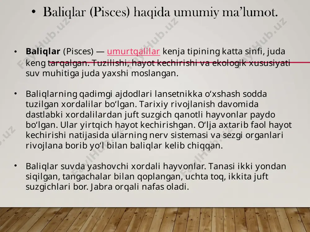 uzilishi ko`ppak akula misolida berilgan (25-rasm). uning bo`yi 1 m ga boradi. gavdasi uzunchoq. boshining uchida qazg`ichi bor. boshining yon tomonlarida 5 juftdan jabra yoriqlari joylashgan. ko`zlarining orqasida ikkita halqumga ochiladigan sachratqichlari bo`ladi. gavdaning ostki tomonida dumning oldida kloaka bor. dum suzgich qanoti teng pallali bo`lmaydi, ya'ni ustki pallasi pastkisiga nisbatan katta bo`ladi. bunday dum suzgich qanoti geteroserkal dum deyiladi. gavdaning oldingi yon tomoniga gorizontal joylashgan juft ko’krak suzgich qanoti, orqa qismining qorin tomonida esa juft qorin suzgich qanoti joylashgan. erkaklarining qorin suzgich qanotining bir qismi o`zgarib, kopulyativ organga aylangan. orqasining keyingi tomonida ikkita toq orqa suzgich qanoti joylashgan. qorin suzgich qanotining orqa tomonida toq orqa chiqaruv suzgich qanoti bo`ladi. og`iz teshigi boshning ostki tomonida ko`ndalang joylashadi. og`zining ustki tomonida bir juft burun teshigi bor. epidermisi ko`p qavatli bo`lib, bir hujayrali bezlarga boy, chin teri tolali biriktiruvchi to`qimadan tuzilgan. terisi plakoid tangacha bilan qoplangan. bu tangacha plastinka shaklida chin terida …