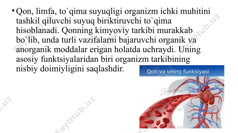 bo`lmaydi. tibbiyot amaliyotida tashxis va davolash maqsadlarida qon, plazma va zardobdan keng foydalaniladi. qon plazmasi tarkibining 90% suv, 7-8% oqsil, 0,1% qand, 0,9% mineral tuzlardan iborat. eritrotsitlar qon hujayralarining asosiy qismini tashkil etadi, ularning yashash muddati o`rtacha 4 oy. eritrotsitlarda yadro, ribosoma, mitoxondriya singari hujayra organoidlari bo`lmaganligi uchun ularda oqsillar sintezlanmaydi, aerob oksidlanish jarayonlari yo`q. ular asosan glikoliz jarayonida ishlanadigan anaerob tipdagi energiyadan foydalanadi. qonning barcha eritrotsitlari 1 soat davomida 0,7 g atrofida glyukoza iste’mol qiladi. eritrotsitlarni faoliyat ko`rsatishida qon plazmasi bilan eritrotsitlardagi moddalar kontsentratsiyasi farqini saqlanishi, faol transporti amalga oshirilishida membranalarda atf energiyasi bo`lishi shart. eritrotsitlar kislorod tashuvchi vazifasini bajarishida zaharli ta’sirlardan va boshqa oksidlovchi moddalar ta’siridan saqlanishi uchun atf energiyasidan tashqari nadh2 va nadfh2 kofermentlari kerak. eritrotsitlarning bu omillarga bo`lgan ehtiyoji eritrotsitlarda kechadigan anaerob glikoliz va glyukozaning pentozofosfat yo`li bilan parchalanish jarayonlari hisobiga ta’minlanadi. gemoglobin tarkibidagi temir fe+2 ko`rinishida bo`ladi. kislorod va boshqa oksidlovchi moddalar ta’sirida gemoglobin tarkibidagi …