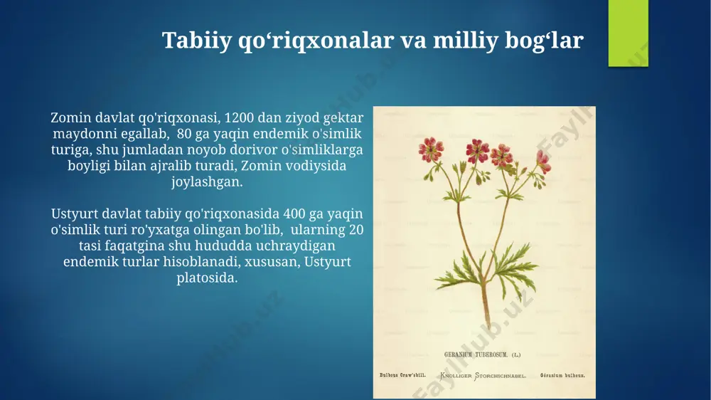 b, turli darajada tuzga chidamlilik genlarini namoyon etadi. oʻzbekistonning janubiy hududlarida, ayniqsa, surxondaryo viloyatida uchraydigan ferula uzbekistanica turiga mansub oʻsimliklarning genetik xilma-xilligi 15 ga yaqin allelni oʻz ichiga oladi. endemik oʻsimliklarning morfologiyasi oʻzbekistonning 3000 metrdan yuqori balandlikdagi togʻli hududlarida, xususan, gʻissar tizmasida, endemik oʻsimliklarning koʻpchiligi kserofit morfologiyasiga ega boʻlib, suvni saqlashga moslashgan qalin barg va poyalarga ega. qoraqalpogʻistonning choʻl mintaqalarida uchraydigan endemik oʻsimliklarning 15% ga yaqini sukulent morfologiyasini namoyon etadi, yaʼni suvni barg va poyasida saqlash uchun maxsus toʻqimalarga ega. e'tiboringiz uchun rahmat @taqdimot_robot image6.jpg image7.jpg image8.jpg image9.jpg image10.jpg image11.jpg image12.jpg image13.jpg image14.jpg image15.jpg image16.jpg image2.png image3.png image4.png image5.png