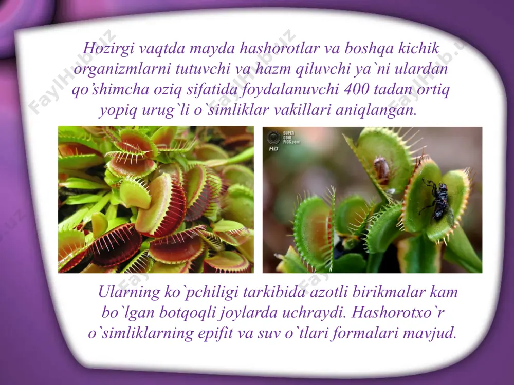 illardan tashqari kraxmal, lipidlar va bir qancha nordan gidrolazalar mavjud. ma`lumki, uglevodlar urug`lar zahira oziq moddasining eng muhim birikmalaridir. ammo ayrim urug`larning zahiralari tarkibida saxaroza juda oz miqdorda bo`lib o`simliklarning turiga qarab, qisman staxiozalar, maltozalar, galaktozalar, ribozalar, fruktoza va glyukozalar bo`lishi mumkin. zahira uglevodlarning sarflanishi. foydalaniladigan adabiyotlar: burigin v. a., jongurazov f. x. botanika. toshkent, “o‘qituvchi”, 1977. kursanov a. va boshqalar. botanika. toshkent o‘rta va oliy maktab davlat nashriyoti. 1963. mustafayev s. m. botanika. toshkent, “o‘zbekiston”, 2002. sahobiddinov s. s. o‘simliklar sistematikasi. toshkent, “o‘qituvchi”, 1976. image9.jpeg image10.jpeg image11.jpeg image12.jpeg image13.jpeg image14.gif image15.jpeg image16.jpeg image17.jpeg image18.jpeg image19.jpeg image1.jpeg image2.jpeg image3.jpeg image4.jpeg image5.jpeg image6.jpeg image7.jpeg image8.jpeg