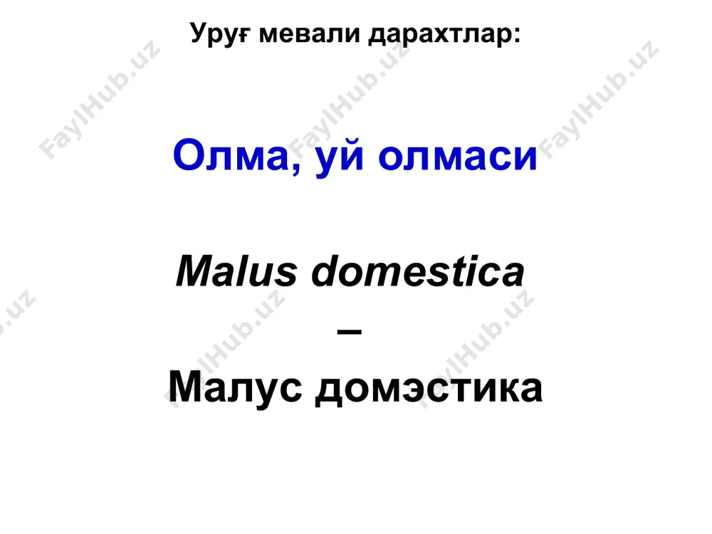 қалган. мамлакатимизда олманинг энг кенг тарқалган ва энг зарарли касалликларидан биридир ва у муҳим иқтисодий аҳамиятга эга. олма баргларида калмараз касаллигининг белгилари (қўзғатувчи venturia inaequalis) олма баргларида калмараз касаллигининг белгилари (қўзғатувчи venturia inaequalis) .(тошкент ш., ҳамза т-ни, 2009 й.). олма баргларида калмараз касаллигининг белгилари (қўзғатувчи venturia inaequalis) (тошкент ш., ҳамза т-ни, 2009 й.). қишлоқ хўжалик фитопатологияси уруғ мевали дарахтлар касалликлари ва уларга қарши кураш чоралари олманинг калмараз касаллиги барглар, мевалар, мева бандлари, новдалар зарарланади. ёз охири – куз бошларида зарарланган меваларда ташқи белгилар ривожланмайди ёки жуда кичик, тўқ-қўнғир доғлар пайдо бўлади, омборхоналарда сақлаш пайтида уларнинг диаметри 0,1-0,4 мм гача ўсади, думалоқ шакл ва қора тус олади. касаллик омборхонада бошқа меваларга тарқалмайди. олма меваларида калмараз касаллигининг белгилари (қўзғатувчи venturia inaequalis). олма меваларида калмараз касаллигининг белгилари (қўзғатувчи venturia inaequalis). олманинг калмараз касаллиги зарарланган новдаларда унча катта бўлмаган бўртмалар ривожланади, улар кейинчалик ёрилади ва новданинг усти кўп жойларидан чатнаб кетади; новда ўсиши секинлашади, …