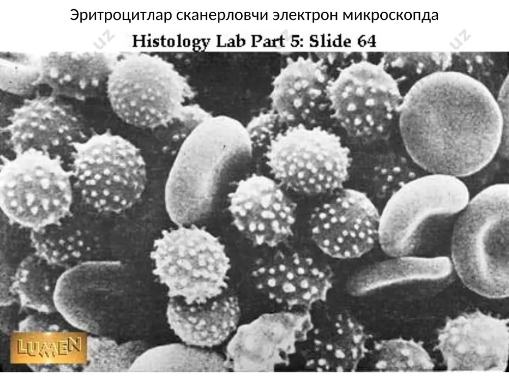 одамнинг қон ҳужайралари - Page 3