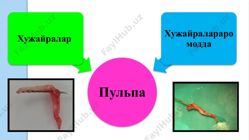 нерв толалари – оғриқ ва тактил сигналларни қабул қилишда қатнашади. миелинсиз нерв толалари – симпатик тизимга таълуқли бўлиб ҳисобланади. бундай нерв элементлари фронтал гуруҳдаги тишларда чайнов тишларга нисбатан кўп учрайди судодонтобластик нерв тутами пульпанинг функциялари: пластик – дентинни ҳосил бўлишида иштирок этади (одонтобластлар ҳисобига) трофик – қон ва лимфа билан таъминланиши ҳисобига. ҳимоя ёки барьер – илдиз канал орқали периодонтга инфекция ўтиш учун биологик тўсиқ бўлиб, ундаги хужайралар химоя вазифасини бажаради. одонтобластлар пульпани пластик функциясини бажаришда иштирок этишади. улар туфайли тиш ёриб чиққунгача бирламчи дентин хосил бўлади. тиш чиққандан сўнг, бирламчи дентин тузилишига ўхшаш иккиламчи дентин шаклланади. иккиламчи дентин синтезланиши доимий равишда бўлади. шунинг учун вақт ўтган сари тиш бўшлиғи кичрайиб боради. фибробластлар – коллаген синтезлайди ва алмашинув жараёнларга жавоб беради. макрофаглар – ҳимоя, антитоксик ва пульпадан ўлган хужайраларни олиб чиқиш вазифасини бажаради. лимфоцитлар – иммуноглобулинларни продуцирлаш. учламчи дентинни хосил қилиш хам тиш ҳимоя вазифасига киради. сенсор функцияни асосий ўтказувчилари …