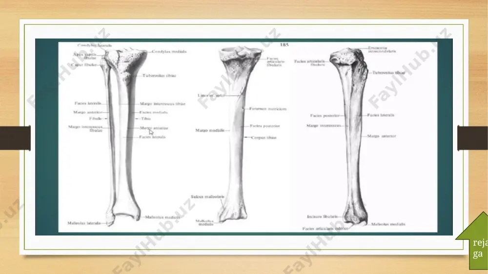 zarmed universiteti - Page 5