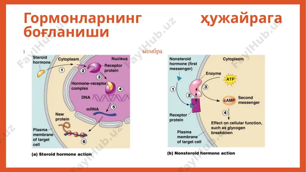tment of iddm 33 patient j.l., december 15, 1922 february 15, 1923 the miracle of insulin 34 назорат саволлари 1. эндокринология фани асосчилари 2. гормонлар турлари ва биологик таъсири 3. инсулинниг секрецияси ва механизми 4, қандли диабетнинг таърифи ва таснифи 5. касалликнинг асосий клиник белгилари адабиётлар 1.исмаилов с.и.”эндокринолоия” дарслик 2017 йил 2.исмаилов с.и.”руководство по эндокринологии” 2018 йил 3.урманова ю.м. “заболевания щитовидной железы, поджелудочной железы и гипофиза” ўқув қўлланма 2019 йил image3.jpeg image4.png image5.jpeg image6.jpeg image7.png image8.jpeg image9.jpeg image10.jpeg image11.jpeg image12.png image13.gif image14.jpeg image15.png image16.jpeg image17.png image18.png image19.png image20.jpeg image21.png image22.jpeg image23.jpeg image24.jpeg image25.jpeg image26.jpeg image27.jpeg image28.jpeg image29.jpeg image30.jpeg image1.emf image2.jpeg