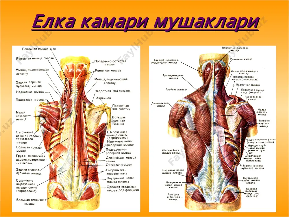 инлаштиради. m.anconeus тирсак мускули, кичкина, учбурчак шаклидаги мускулдир. ўзининг проксимал чети билан уч бошли мускулга тегиб туради. елка суягининг epicondylus lateralis ва lig. collaterale radiale дан бошланиб, тирсак суягининг проксимал қисмининг орқа юзасига ёпишади. вазифаси: елканинг уч бошли мускули билан бир хил. елканинг орқа гуруҳ мушаклари елканинг уч бошли мушаги (m. triceps brachii) бошланиши: узун боши курак суяги бўғим ости бўртиғидан, медиал ва латерал боши елка суяги танасидан бирикиши: тирсак суяги олекранон ўсимтаси елканинг уч бошли мушаги (m. triceps brachii) функцияси: билакни ёзади, елкани орқага тортади, елкани танага яқинлаштиради. тирсак мушаги (m. anconaeus) бошланиши: елка суяги латерал дўнглигидан бирикиши: тирсак суяги функцияси: билакни ёзади билак мушаклари 2 гуруҳга бўлинади: олдинги (букувчилар) орқа (ёзувчилар) ҳар бир гуруҳда юза ва чуқур қават фарқланади олдинги гуруҳ мускуллари (юза қават) m.brachioradialis елка билак мускули, билакнинг олдинги ён юзасида ётади. мускул елканинг латерал четидан бошланиб, билак суягининг олдинги юзасида пастга тушади ва билакнинг ўрта қисмида …