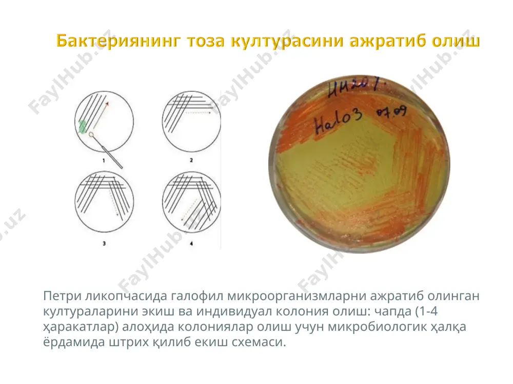 полисахаридлар ишлаб чиқариш мақсадида бактерияларни ўстириш усули - Page 5