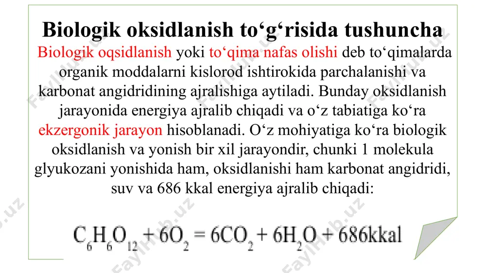 lar sitoxromlarga o‘tkaziladi, protonlar esa tashqi muhitga o‘tadi. biologik oksidlanish fermentlari sitoxromlar. hayvonlar va o‘simliklar mitoxondriyalarining ichki membranasida 5 xil sitoxromlar bor: b, c, c1 , a1 va a3 , tashqi membranasida - b5, endoplazmatik to‘rda esa b5 va p450 . barcha sitoxromlar gemoglobin va mioglobinga o‘xshash temir-porfirin prostetik gruppasini tutadi. ammo ulardan farqli sitoxromlarning funksional faol holati, temir valentligining qaytar o‘zgarishi bilan bog‘liqdir. shu asosda ular nafas olish zanjirida elektronlar tashiydilar. boshqa sitoxromlardan farqli ravishda sitoxrom c mitoxondriyalar ichki membranasining tashqi tomonida joylashgan. sitoxromoksidaza 2 molekula sitoxrom a1, 4 molekula sitoxrom a3 va 2 atom mis tutadi. sitoxromoksidaza yog‘ tutuvchi gemoproteid hisoblanadi va elektronlarni kislorodga uzatadi hamda o‘z-o‘zini oksidlash xususiyatiga egadir. nafas olish zanjiri. varburg, keylin, grin, mitchell, skulachev izlanishlari nafas olish zanjiri komponentlarini mitoxondriyalarning ichki membranasida joylashishini aniq ko‘rsatib berdi. nafas olish zanjiri quydagicha tuzilishga ega (50-rasm). nafas olish zanjiri nafas zanjirida h+ kislorodga tashilishi sitoxrom tizimisiz, koq …