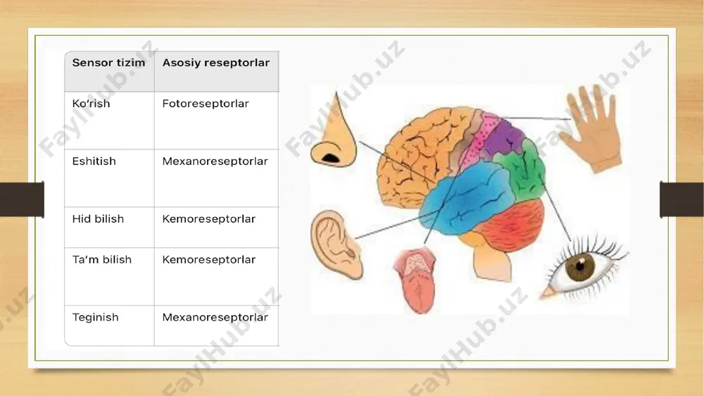 sensor tizimlar faoliyatining biokimyoviy asoslari - Page 5