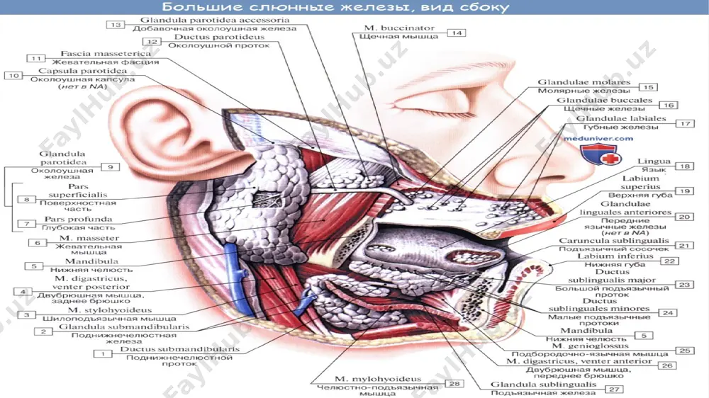 bezining yo’li-ductus pancreaticus bo’lib dum qismidan boshlanib bosh qismidan keyin umumiy o’t yo’li ductus choledochus bilan qo’shilib ductus pancreatocholedochus bo’lib papilla duodeni major ga ochiladi, pancreasni qo’shimcha yo’li ductus pancreaticus accesorius papilla duodeni minorga ochiladi. yangi tug‘ilgan chaqaloqda oshqozon osti bezi juda kichkina bo‘lib, og‘irligi 2-3 g, uzunligi 4-6 sm, kengligi 1-2 sm, qalinligi 0,35 - 0,65 sm bo‘ladi. bola hayotining birinchi ikki oyida oshqozon osti bezi sekin o‘sadi, keyinchalik 6 oylik bo‘lgunicha tezlashib, bez massasi 2 barobar ortadi. bir yoshda 10 g, 3 yoshda 20 g bo‘ladi. keyingi davrlarda bezning o‘sishi sekinlashib, 10 yoshda og‘irligi 30 - 35 g ga yetadi. 14 yoshda 70-90 gr bo’ladi. qon bilan taminlanishi: a.pancreatoduodenalis superior- a.gastroduodenalis- a.hepatis communis-turuncus coleacus-aorta. a.pancreatoduodenalis inferior-a.mesenterica superior-aorta. a.pancreatici-a.lienalis-turuncus coleacus-aorta. taloq — (lien yoki splen)odam va umurtqali hayvonlarning qorin boʻshligʻidagi toq parenximatoz organ. asosiy qon rezervuarlaridan biri (qon "depo"si); qon yaratilishi, moddalar almashinuvida ishtirok etadi; immunobiologik va himoya funksiyasini …