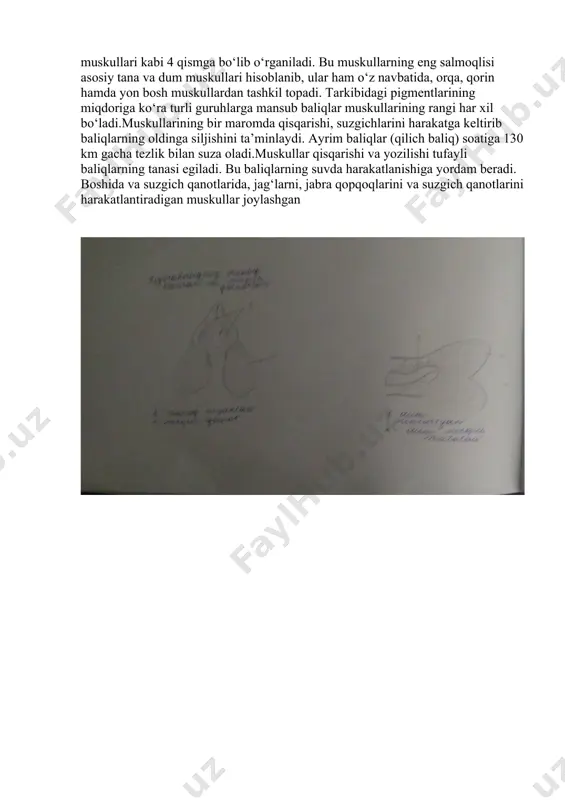 ta’minlaydi. ayrim baliqlar (qilich baliq) soatiga 130 km gacha tezlik bilan suza oladi.muskullar qisqarishi va yozilishi tufayli baliqlarning tanasi egiladi. bu baliqlarning suvda harakatlanishiga yordam beradi. boshida va suzgich qanotlarida, jag‘larni, jabra qopqoqlarini va suzgich qanotlarini harakatlantiradigan muskullar joylashgan image1.jpeg image2.jpeg image3.jpeg