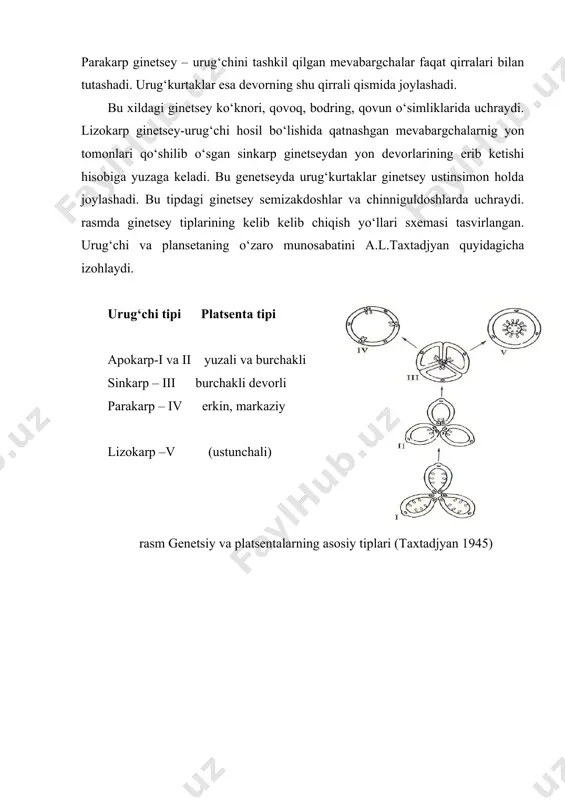 qo‘shilib o‘smay tirqish-mikropile hosil qiladi. o‘sha joydan murtak xaltaga boradigan chang naylari o‘tadi. mikropile odatda urug‘kurtakning ichki intigumentidan hosil bo‘ladi. ayrim hollarda tashqi intigument, ba’zi o‘simliklarda ikkala intigumentdan hosil bo‘ladi. urug‘kurtakning yuqori qismi mikropilyar, unga qarama-qarshi pastki qismi xalazal qism deb yuritiladi (rasm). rasm. polygonum corisrium urug‘kurtagining kundalang kesmasi urug‘kurtak platsentaga urug‘band (savchenko, 1973): a-tashqi integument, b-ichki integument, v-orqali birikadi. urug‘band tugunchadan nutsellus, g- murtak xalta. oziq moddalarni urug‘kurtakka o‘tkazish vazifasini ham bajaradi. ayrim o‘simliklarda masalan, g‘alladoshlarda urug‘band platsento-xalaza deb nomlangan hosila bilan almashgan. yopiqurug‘li o‘simliklarning turli oilalariga mansub turkumlarni turlarida urug‘kurtakning shakli va kattaliklari ham bir xil emas. u odatda yumaloq, oval, cho‘ziq kabi ko‘rinishlarga ega. mikropileni platsentaga nisbatan joylanish holatiga ko‘ra nutsellusning rivojlanishi, o‘tkazuvchi to‘qimaning tuzilishi va boshqa belgilariga ko‘ra urug‘kurtakni bir necha tiplarga bo‘lib o‘rganiladi. m.i.savchenko, (1973) urug‘kurtakni asosiy ikkita tipga ajratadi: a) ortotrop; b) anatrop. bu tiplarda ro‘y beradigan ayrim o‘zgarishlar tufayli gemitrop, kampilotrop, ortokamilotrop, orto-sirsinotrop, …