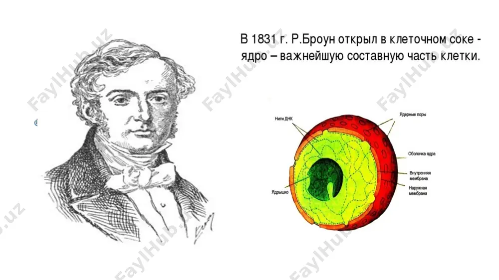 қинидаги святошино қишлоғида кичик лабораторияни жиҳозлади. бу ерда у соф цитология бўйича тадқиқотлар давом этди. 1923-йил баҳорида давлат тимирязев илмий-тадқиқот институти директори вазифасини бажариб, изланишларини давом эттирди. биология фанлари доктори, профессор иван дмитриевич романов-цитолог ва ўсимлик эмбриологи, эволюцион ўсимлик цитоэмбриологияси соҳасида таниқли мутахассис. и.д. романовнинг тадқиқотлари аёл гаметофитининг шахсий ва тарихий ривожланишини ўрганиш билан боғлиқ бўлиб, гулли ўсимликларининг пушт қопининг онтогенетик ривожланишининг филогенияси ўрганиш билан боғлиқ. и. д. романов физика-математика факултети биологик бўлимида москва давлат университетида ўқиган. тошкентда амалий машғулот ўтказаётганида бутуниттифоқ пахтачилик институти (союзниги) марказий наслчилик станциясининг цитология ва анатомия лабораториясининг илмий-тадқиқот мудири сифатида қабул қилинди. романов қишлоқ хўжалик фанлари цитология ва анатомия союзнихи лабораторияси бошлиғи этиб тайинланди. тошкентда 1932 йилдан и. д. романов ўрта осиё давлат университетида дарс берди. у 1945 йилда "гулли ўсимликлар пушт халтасининг эволюцияси" мавзусида докторлик диссертациясини ҳимоя қилган. павел александрович баранов (1892-1962) - совет, рус, ўзбек, тожик ботаниги, морфология (эмбриология), ўсимликлар анатомияси ва биологияси …