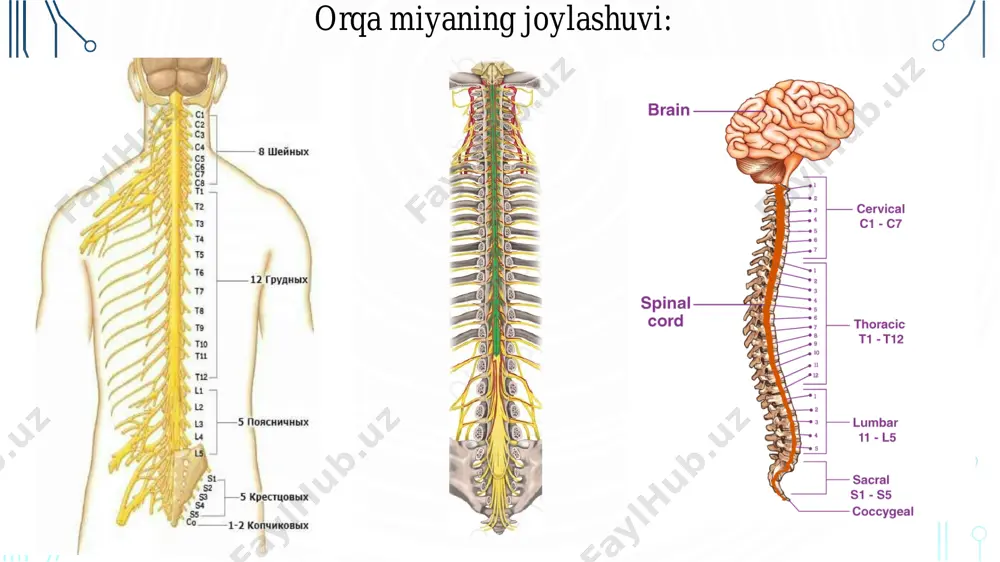 dan • muskullar tonusi • tr. spinothalamicus lat – 2 • tr. spinocerebellaris ant – 3 • tr. spinocerebellaris post – 4 • tr. corticospinalis lat – 2 • tr. rubrospinalis – 3 • tr. olivospinalis – 7 orqa miya pardalari pardalar pardalararo bo’shliq • dura mater • arachnoidea mater • pia mater • sp. epidurale • sp. subdurale • sp. subarachnoidale v. orqa miya pardalari 1. pia mater • bevosita orqa miyani o’raydi, unga yopishib turadi • kapillarga juda boy • bosh miya yumshoq pardasiga tutashgan 2. arachnoidea mater • o’rgimchak to’riga o’xshash • qon-tomirga ega emas • yuqoridan bosh miya o’rgimchak pardasiga tut. 3. dura mater • orqa miyani o’rab turuvchi b.t. dan iborat • yuqoridan bm qattiq pardasiga o’tib ketadi • pastda s2 sohada konus shaklida tugaydi. undan pastga qolgan pardalar bilan qo’shilgan holda davom etadi va co2 ga birikadi 1. spatium epidurale • periost va dura …