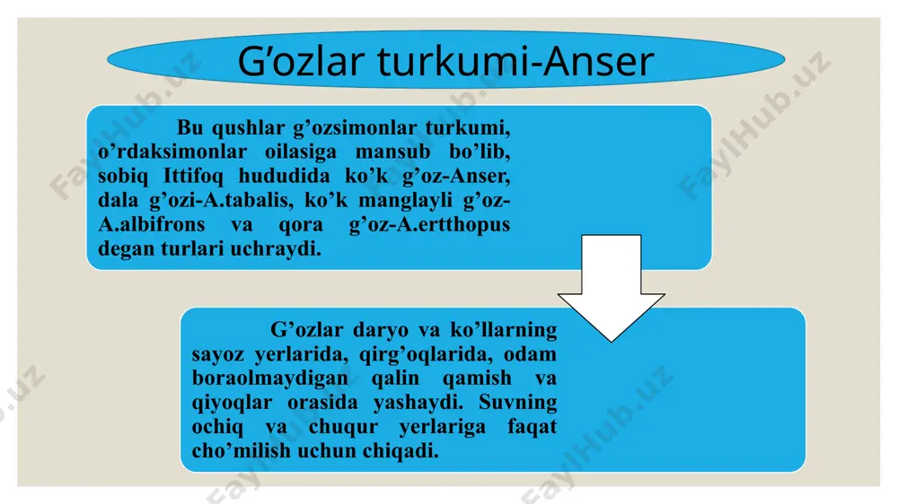 suv qushlari haqida umumiy tushuncha - Page 5