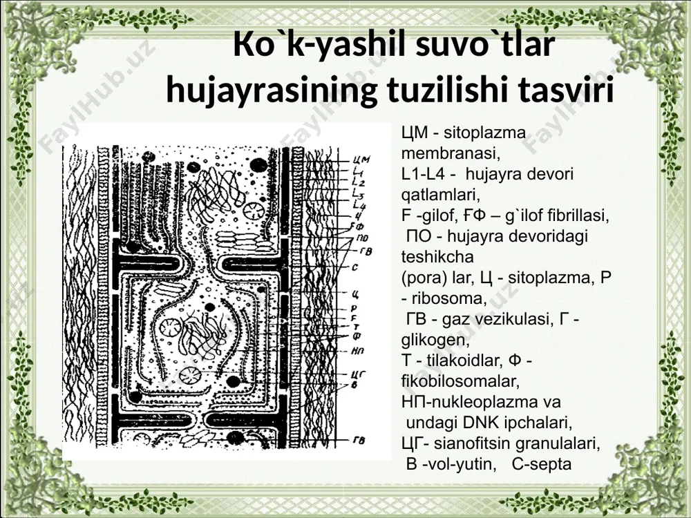 tuban o'simliklar tuzilishining o`ziga xos xususiyatlari - Page 5