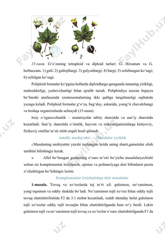i; 4) bargi; 5) ochilmagan ko‘sagi; 6) ochilgan ko‘sagi. poliploid formalar ko‘pgina hollarda diploidlarga qaraganda tananing yirikligi, mahsuldorligi, yashovchanligi bilan ajralib turadi. poliploidiya asosan hujayra bo‘linishi anafazasida xromosomalarning ikki qutbga tarqalmasligi oqibatida yuzaga keladi. poliploid formalar g‘o‘za, bug‘doy, askarida, yomg‘ir chuvalchangi va boshqa organizmlarda uchraydi (15-rasm). irsiy o‘zgaruvchanlik – mutatsiyalar tabiiy sharoitda va sun’iy sharoitda kuzatiladi. sun’iy sharoitda o‘simlik, hayvon va mikroorganizmlarga kimyoviy, fizikaviy omillar ta’sir etish orqali hosil qilinadi. amaliy mashg‘ulot — masalalar yechish i. masalaning mohiyatini yaxshi tushungan holda uning sharti,gametalar olish tartibini bilishingiz kerak. ii. allel bo‘lmagan genlarning o‘zaro ta’siri bo‘yicha masalalaryechishi uchun siz komplementar irsiylanish, epistaz va polimeriyaga doir bilimlarni puxta o‘zlashtirgan bo‘lishingiz lozim. komplementar irsiylanishga doir masalalar 1-masala. tovuq va xo‘rozlarda toj to‘rt xil: gulsimon, no‘xatsimon, yong‘oqsimon va oddiy shaklda bo‘ladi. no‘xatsimon tojli xo‘roz bilan oddiy tojli tovuq chatishtirilishida f2 da 3:1 nisbat kuzatiladi, xuddi shunday holat gulsimon tojli xo‘rozlar oddiy tojli tovuqlar bilan chatishtirilganda …