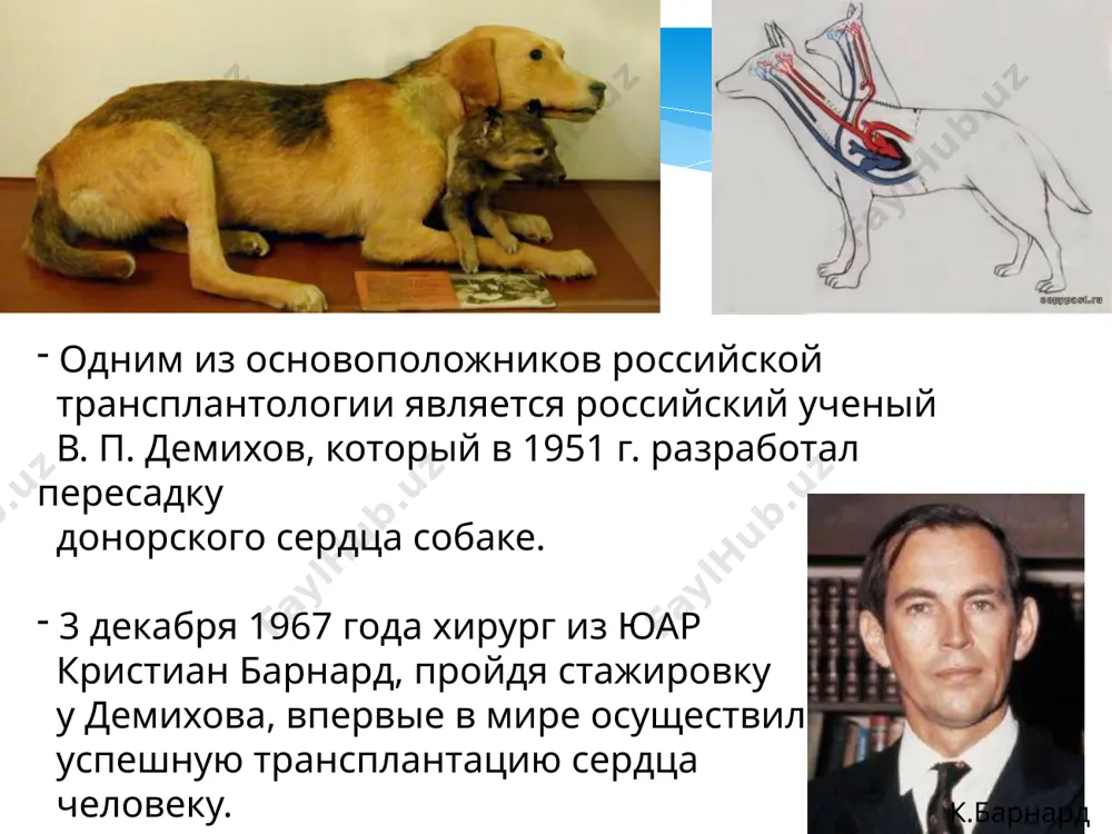 ловека, прекращения жизни человека, прекращения реанимационных мероприятий», введённая приказом мз №73 от 04.03.2003, зарегистрированным в минюсте рф 04.04.2003. правила выбора между получателями донорских органов : приоритет распределения донорских органов не должен определяться выявлением преимущества отдельных групп и специальным финансированием. - донорские органы должны пересаживать наиболее оптимальному пациенту исключительно по меди- цинским (иммунологическим) показаниям. требования к донорам при трансплантации. трансплантат может быть получен у живых родственных доноров или доноров-трупов. в настоящее время при пересадке почек чаще стали рассматриваться в качестве доноров погибающие пациенты пожилого возраста, страдавшие сахарным диабетом и некоторыми другими видами заболеваний. таких доноров называют маргинальными или донорами расширенных критериев. органы и ткани могут быть изъяты у трупа для трансплантации , если имеются бесспорные доказательства факта смерти, зафиксированного консилиумом врачей-специалистов. заключение о смерти даётся на основе констатации необратимой гибели всего головного мозга (при этом с помощью реанимационных мероприятий искусственно поддерживается функция сердца, кровообращение и дыхательная деятель- ность, создающие види- мость …