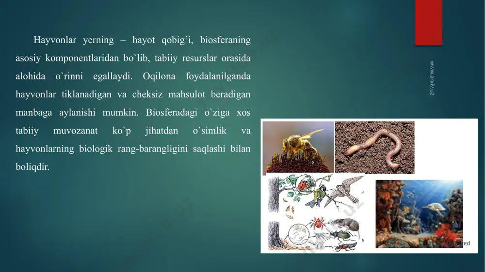 aqtlargacha ko`plab ushlanar va o`ldirib yuborilar edi. masalan: hindistonning ragnogari rayonida qabul punktlariga yiliga o`rtacha 225000 dona, narxi oshirilgandan keyin esa sakkiz kun ichida 115000 dona ilon o`ligi topshirilgan. ilonlarni qirib yuborilgan joylarda sichqon va boshqa kemiruvchi hayvonlar juda tez ko`payib ketdi, natijada alla hosili kamaydi, kishilar o`rtasida o`lat, tuleremiya, sariq kasali kupaydi. ilon zahrining medisinadan keyin katta ahamiyatini va ilonlarning tabiatdagi ayrim zararli hayvonlarni qirishdagi rolini hisobga olib, ilonlar endilikda davlat nazorati ostida muhofaza qilinmoqda. hozirda yirtqich hayvonlarni butunlay yo`qolib ketishiga chek qo`yilmoqda, kamayib qolganlarini maxsus joylarda ko`paytirish choralari ko`rilmoqda. masalan: bo`rilar va qiriylarni qirib yuborishga chek qo`yildi. baliq xo`jaligida cho`rtan baliqlarini qirib yuborish ham noto`ri ekanligi aniqlandi. ko`pchilik sut emizuvchilar, ayniqsa hasharotxo`rlar va qo`lqanotlilar hamda ayrim yirtqich hayvonlar o`rmondagi zararkunanda hasharotlarni ko`plab kiradi. masalan: bo`rsiq bir so`tkada 500 tagacha may qo`nizining lichinkasini eydi. demak, har qanday hayvon turi inson uchun bevosita yoki bilvosita ahamiyatga ega bo`lganligi uchun ularni …